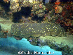 Three- Rowed Sea Cucumber,Aguadilla Puerto Rico,Camera DC... by Pedro Hernandez 